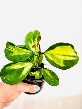 RARE HOYA OBOVATA INNER VARIEGATED ESTABLISHED WELL-ROOTED HOUSEPLANT